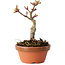 Acer palmatum Shishigashira, 13 cm, ± 8 jaar oud