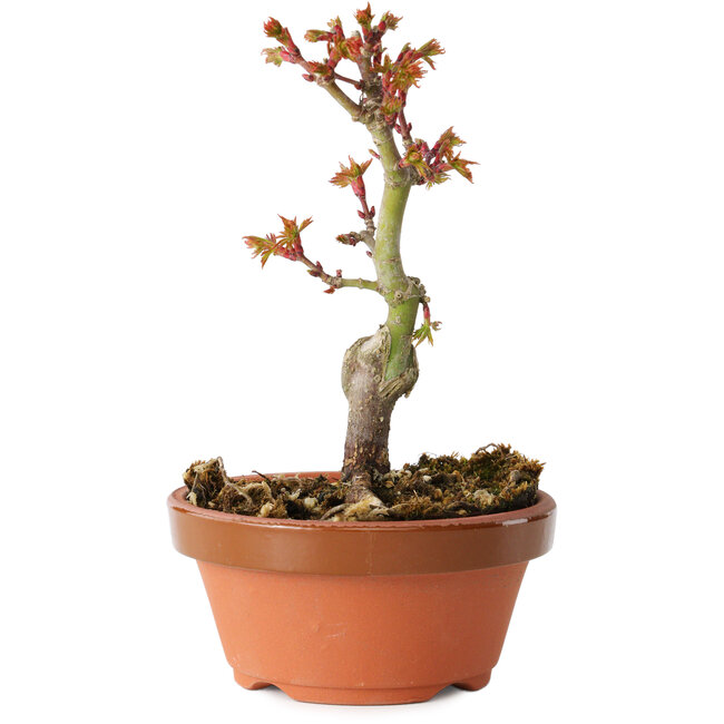 Acer palmatum Shishigashira, 14 cm, ± 8 jaar oud