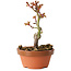 Acer palmatum Shishigashira, 14 cm, ± 8 jaar oud