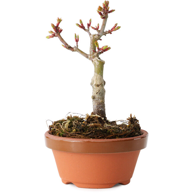 Acer palmatum Shishigashira, 13 cm, ± 8 Jahre alt