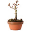 Acer palmatum Shishigashira, 13 cm, ± 8 jaar oud