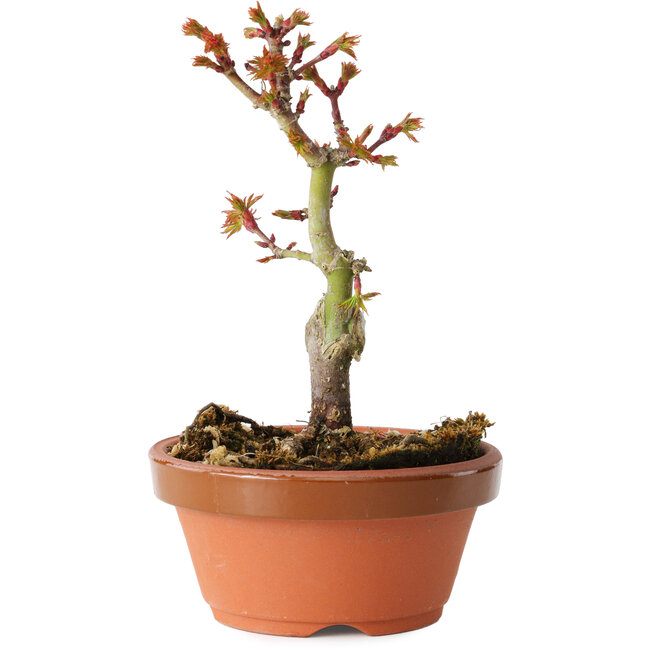 Acer palmatum Shishigashira, 14 cm, ± 8 Jahre alt