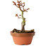 Acer palmatum Shishigashira, 14 cm, ± 8 jaar oud