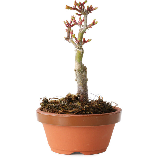 Acer palmatum Shishigashira, 13 cm, ± 8 Jahre alt