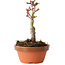 Acer palmatum Shishigashira, 13 cm, ± 8 jaar oud
