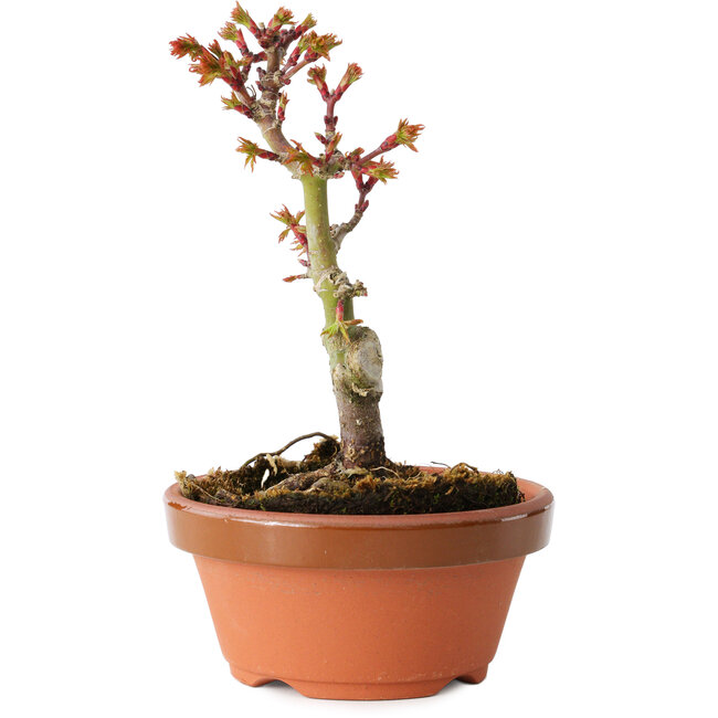 Acer palmatum Shishigashira, 14 cm, ± 8 Jahre alt