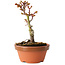 Acer palmatum Shishigashira, 14 cm, ± 8 jaar oud