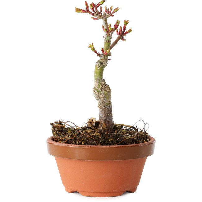 Acer palmatum Shishigashira, 13 cm, ± 8 Jahre alt