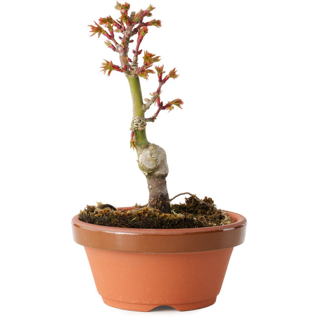 Acer palmatum Shishigashira, 14 cm, ± 8 Jahre alt