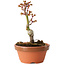 Acer palmatum Shishigashira, 14 cm, ± 8 jaar oud