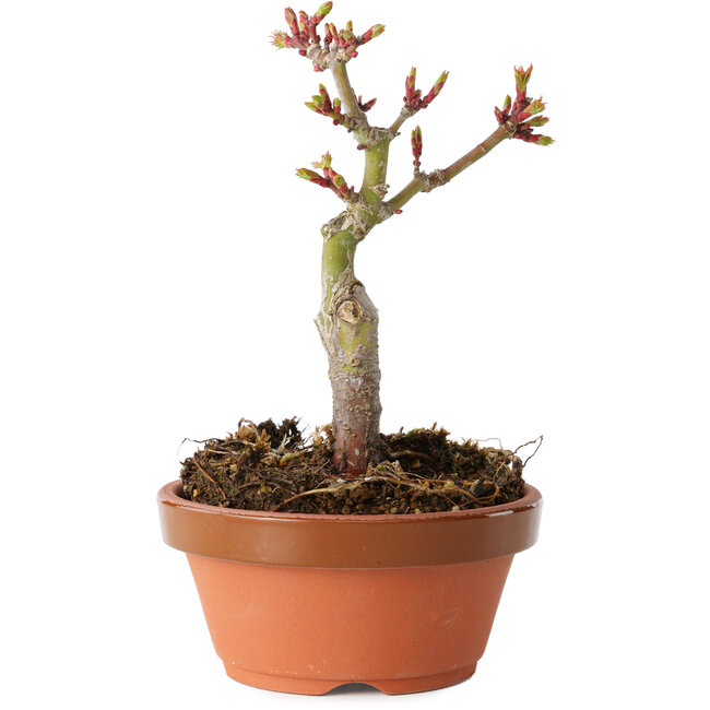 Acer palmatum Shishigashira, 13 cm, ± 8 Jahre alt