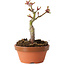 Acer palmatum Shishigashira, 13 cm, ± 8 jaar oud