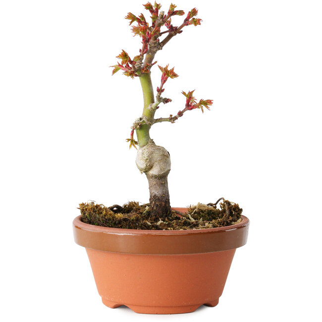 Acer palmatum Shishigashira, 14 cm, ± 8 Jahre alt