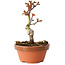 Acer palmatum Shishigashira, 14 cm, ± 8 jaar oud