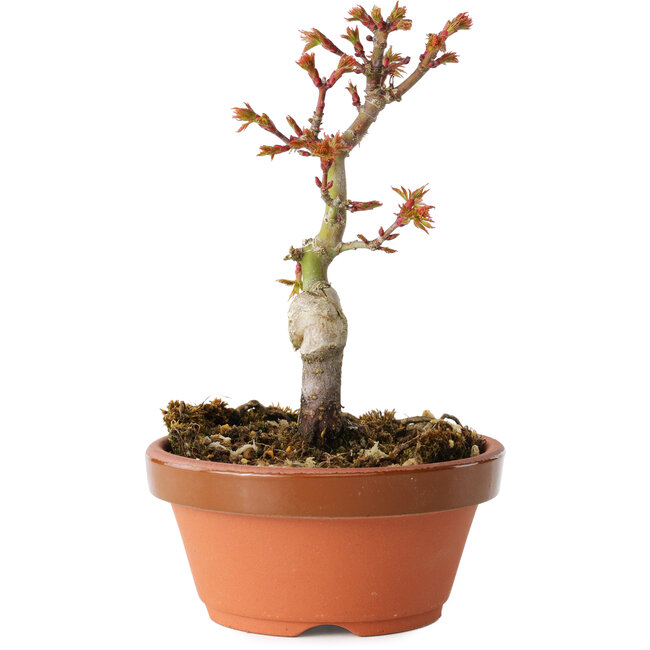 Acer palmatum Shishigashira, 14 cm, ± 8 Jahre alt