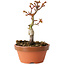 Acer palmatum Shishigashira, 14 cm, ± 8 jaar oud