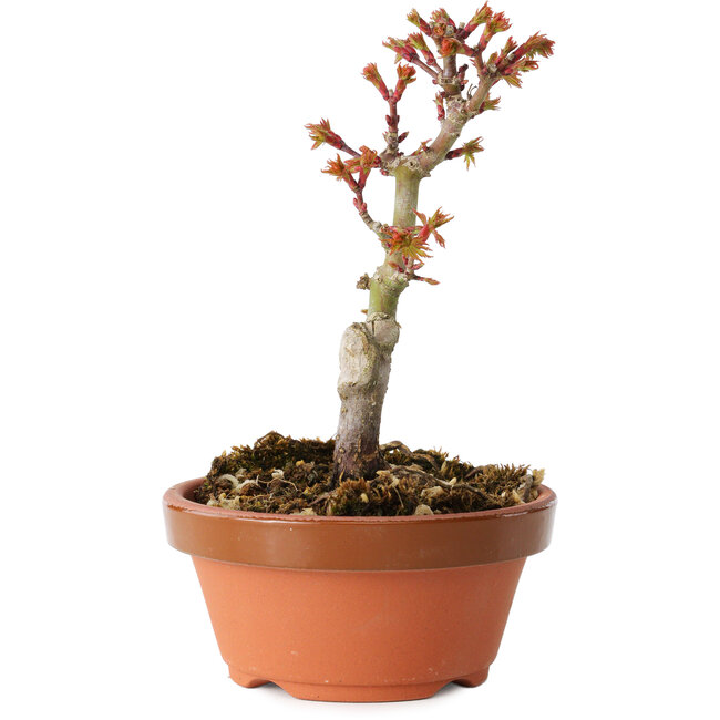 Acer palmatum Shishigashira, 14 cm, ± 8 Jahre alt