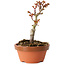Acer palmatum Shishigashira, 14 cm, ± 8 jaar oud