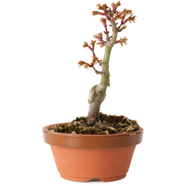 Acer palmatum Shishigashira, 14 cm, ± 8 Jahre alt