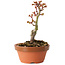 Acer palmatum Shishigashira, 14 cm, ± 8 ans