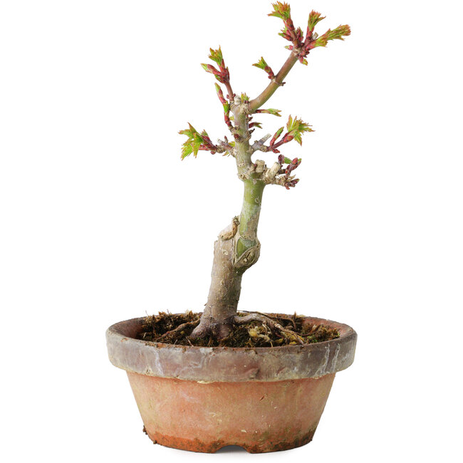 Acer palmatum Shishigashira, 16 cm, ± 8 jaar oud