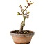 Acer palmatum Shishigashira, 16 cm, ± 8 jaar oud