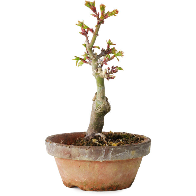 Acer palmatum Shishigashira, 16 cm, ± 8 años