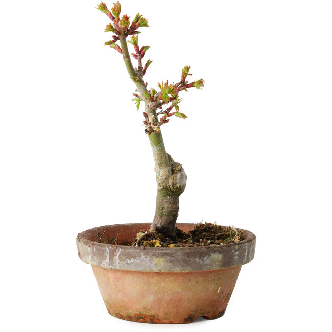 Acer palmatum Shishigashira, 16 cm, ± 8 ans