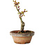Acer palmatum Shishigashira, 16 cm, ± 8 jaar oud