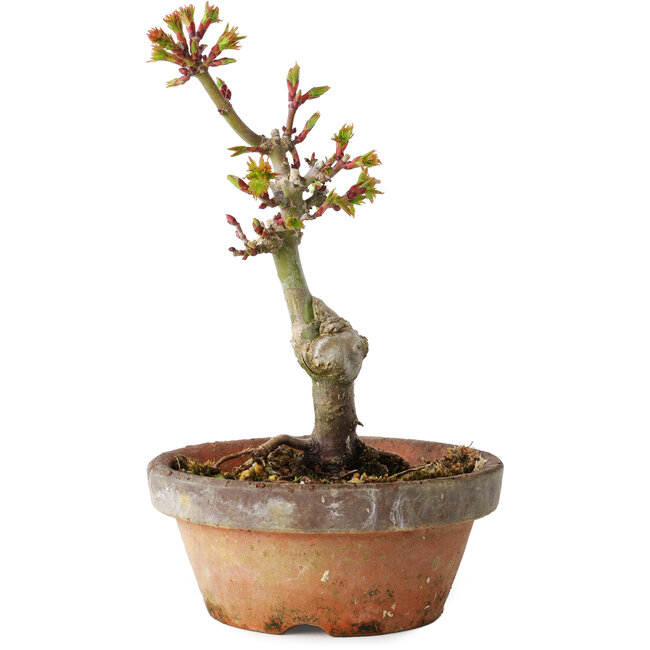 Acer palmatum Shishigashira, 16 cm, ± 8 años