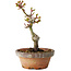 Acer palmatum Shishigashira, 16 cm, ± 8 jaar oud