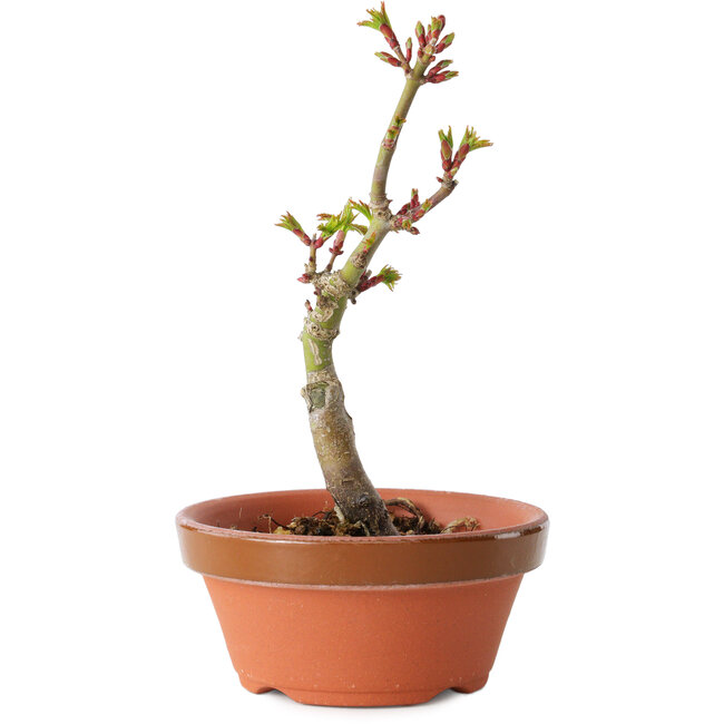 Acer palmatum Shishigashira, 14 cm, ± 8 jaar oud