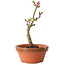 Acer palmatum Shishigashira, 14 cm, ± 8 jaar oud