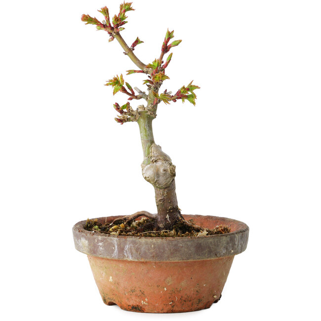 Acer palmatum Shishigashira, 16 cm, ± 8 jaar oud