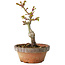 Acer palmatum Shishigashira, 16 cm, ± 8 jaar oud