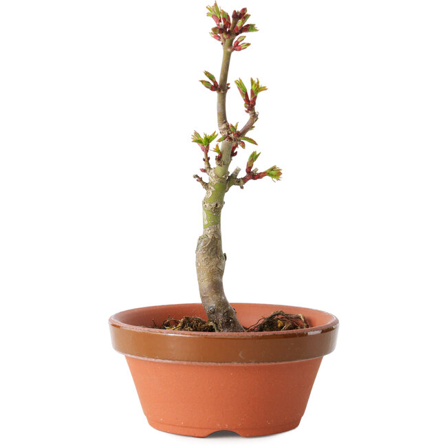 Acer palmatum Shishigashira, 14 cm, ± 8 years old