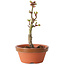 Acer palmatum Shishigashira, 14 cm, ± 8 jaar oud