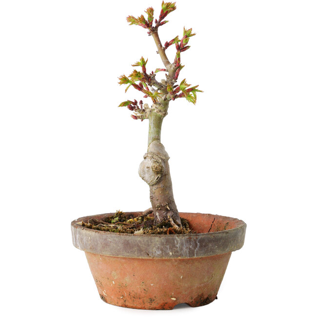 Acer palmatum Shishigashira, 16 cm, ± 8 years old