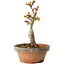 Acer palmatum Shishigashira, 16 cm, ± 8 jaar oud