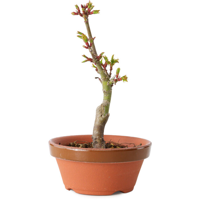 Acer palmatum Shishigashira, 14 cm, ± 8 Jahre alt