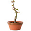 Acer palmatum Shishigashira, 14 cm, ± 8 jaar oud