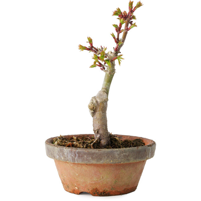 Acer palmatum Shishigashira, 16 cm, ± 8 ans