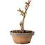 Acer palmatum Shishigashira, 16 cm, ± 8 jaar oud