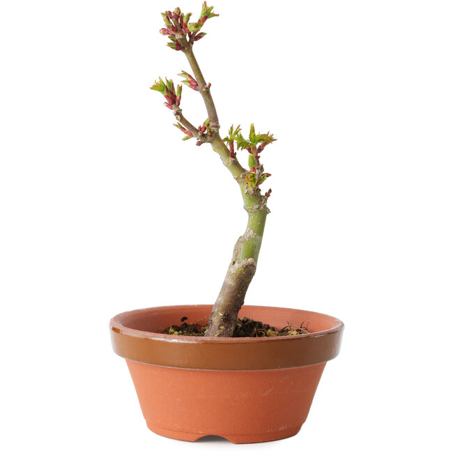 Acer palmatum Shishigashira, 14 cm, ± 8 years old