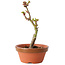 Acer palmatum Shishigashira, 14 cm, ± 8 jaar oud
