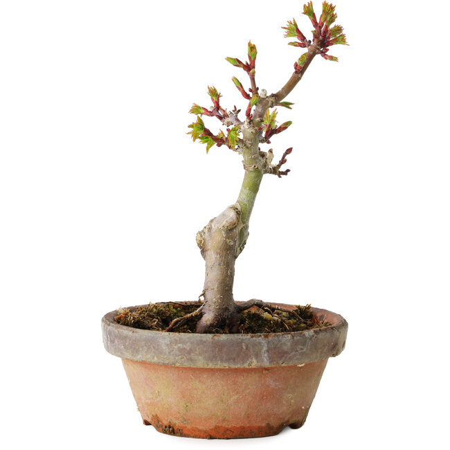 Acer palmatum Shishigashira, 16 cm, ± 8 anni