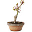 Acer palmatum Shishigashira, 16 cm, ± 8 jaar oud