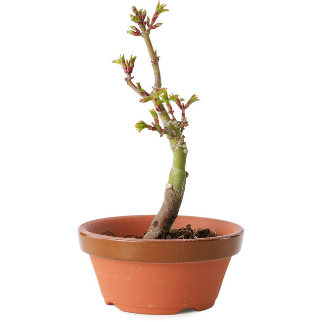 Acer palmatum Shishigashira, 14 cm, ± 8 years old