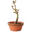 Acer palmatum Shishigashira, 14 cm, ± 8 jaar oud