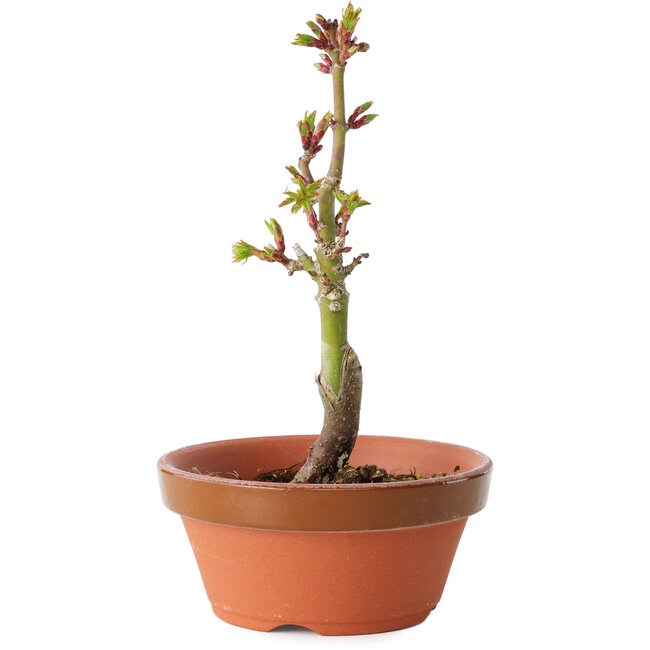 Acer palmatum Shishigashira, 14 cm, ± 8 Jahre alt